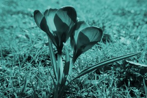 Krokus2
